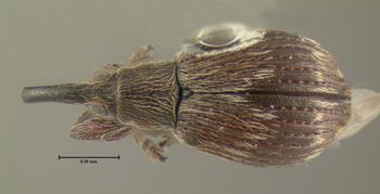 Media type: image;   Entomology 613530 Aspect: habitus dorsal view